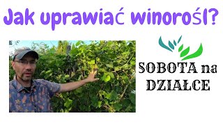 Jak uprawiać winorośl🍇 [upl. by Seftton]