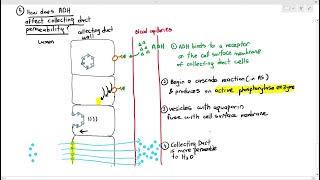 148 Urine Formation 5 Collecting Ducts Selective ReabsorptionCambridge AS A Level Biology 9700 [upl. by Carmelle]