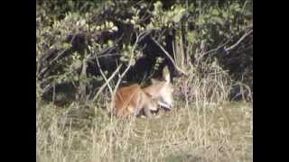 Les animaux sauvages de la forêt de Fontainebleau [upl. by Ztnaj]