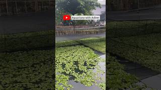 Arowana Fish Farm Visit  Arowana Breeding Farm In Indonesia  Fish Farm Tour by Blessings Aquarium [upl. by Jory241]