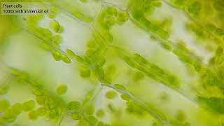 Chloroplasts racing around plant cell walls  1000x [upl. by Janeta]