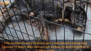 Dying Puppy Found Locked Up In A Cage Gets Completely Transformed By Love [upl. by Ire]