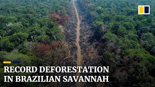 Deforestation in Brazil’s Cerrado savannah hits sevenyear high [upl. by Rellia40]