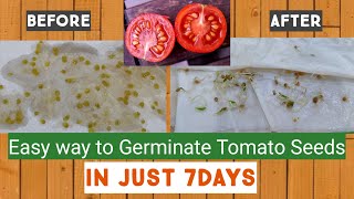 How to germinate Tomato seeds in paper towel [upl. by Dekow447]