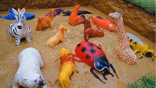 quotExploring the World of Wildlife Wild Animals Farm Animals Sea Creatures and Insectsquot [upl. by Boswall446]