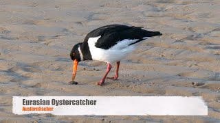 Eurasian Oystercatcher or Common Pied Oystercatcher Haematopus ostralegus  Austernfischer [upl. by Sirovart177]