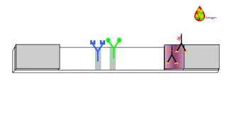 Principle of an antigen detection rapid diagnostic test including prozone and backflow effect [upl. by Oys]