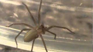 Brown Recluse Charges at my Camcorder [upl. by Rosenzweig770]