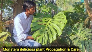 Best decorated plant Monstera deliciosa  Propagation amp Care  Indoor plant [upl. by Sennahoj]