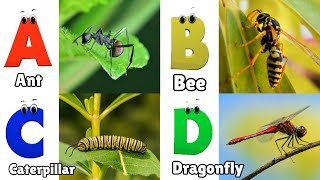 Insects amp Bugs ABC Song for Kids  Alphabet Letters  Phonics for Kids [upl. by Laehcym]