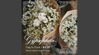 Gypsophila 안개꽃 [upl. by Neimad]