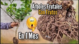 Secreto para Tener árboles Frutales Enanos en MACETA con frutos en un MES 🌱🍋 [upl. by Odlanra371]