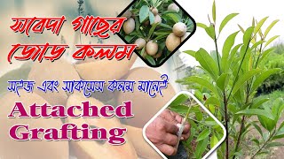 How To Inarching Grafting Sapodilla সবেদার জোড় কলম কিভাবে করব Attached Grafting [upl. by Lleirbag]