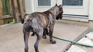 What to expect with a cane corso puppy [upl. by Gnet]