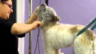 Schnoodle Puppy Scrappy Dogs First Cut amp Blow Dry [upl. by Coit]