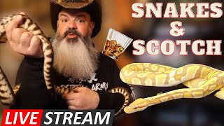 Green Room Pythons QampA LIVESTREAM Snakes amp Scotch [upl. by Werna16]