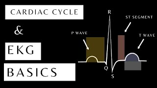 The Ecg Basics and the Cardiac Cycle  Anatomy and Physiology of the EKG Ekg shorts [upl. by Ihpen]