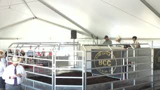 Byrd Cattle Co Female and Bull Sale Red Bluff CA Sept 2024Sep06160842mp4 [upl. by Noellyn181]