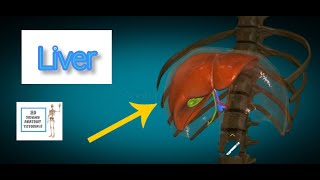 Liver Anatomy I Human Anatomy Tutorial [upl. by Alian]