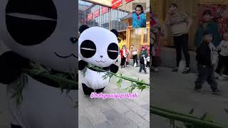 cute panda video panda shorts [upl. by Trepur]