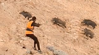 Charge 4 Sanglier en Battue  chasse sanglier au Maroc  Top wild boar Hunting [upl. by Ahsilahk45]