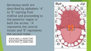 Tooth Nomenclature [upl. by Sidonius341]