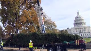 Live stream  Capitol Christmas tree arrives in DC [upl. by Eizzik229]