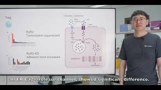 Suppression by regulatory T cells and Foxp3mediated blockage of ryanodine receptor 2 [upl. by Helbonnas]