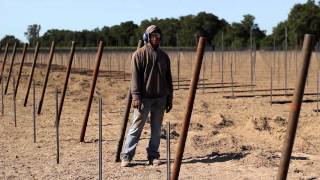 Vineyard End Post Installation Demonstration by Vineyard Industry Products Co [upl. by Salina]