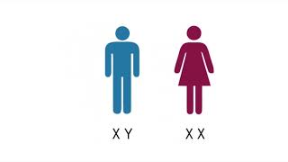 Brief Facts on X chromosome [upl. by Rednijar]