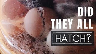 Hatching Chicken Eggs in a Brinsea Incubator [upl. by Hoffarth]