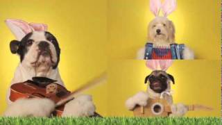 Easter Pooch Concert Fun Song [upl. by Brunella953]