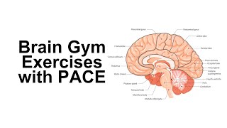 Brain Gym Exercises with PACE [upl. by Stanly]