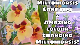 Miltoniopsis Care Tips for Warm Environments  Introducing a Colour Changing Miltoniopsis [upl. by Alessandro]