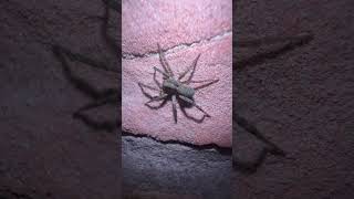 Spotted Wolf Spider On Wall At Night spiders arachnids nature [upl. by Deelaw]