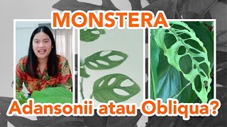 Cara Propagate dan Cara merawat Monstera adansonii [upl. by Nauwaj]