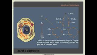 Biodoen  aërobe dissimilatie 1 van 8 [upl. by Oiciruam]