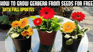 How To Grow Gerbera From Seeds For Free  FULL INFORMATION [upl. by Adnahsam]