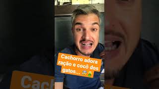 CACHORRO COME COCO DE GATO E RAÇÃO DE FELINOS FAZ MAL PARA OS CÃES COMEREM FEZES E ALIMENTO DO GATO [upl. by Fennie741]