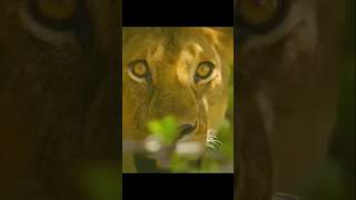 Lion video shrots youtubeshorts tharparkar animals [upl. by Radloff]