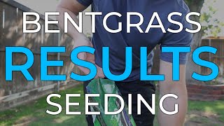 Bentgrass Seeding Results [upl. by Ayin643]