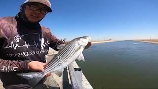 Fishing With Cut Bait on the California Aqueduct [upl. by Akitahs]