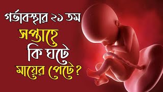 দেখুন মায়ের পেটে ২১তম সপ্তাহে বাচ্চা কি করে। 21 Week Pregnancy bangla। Pregnancy Week by Week Bangla [upl. by Ahseetal]