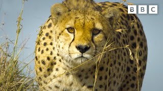 Baboon troop clash with pack of cheetahs  Serengeti  BBC [upl. by Wandie870]