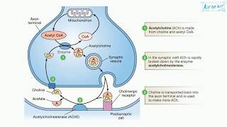 acetylcholinesterase English  Medical terminology for medical students [upl. by Anairo385]