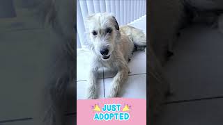 🎉 Pawsome News Lucy has been adopted 🥳 [upl. by Lawrenson]