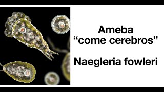 Naegleria fowleri  Ameba come cerebros  Factores de riesgo síntomas tratamiento [upl. by Nolrah]