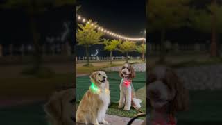 대형견 산책 Vlog  대형견 일상 골든리트리버 천사견 Big Dog Walk  Walk Vlog  Golden Retriever  일상 브이로그  강아지교육 [upl. by Nhar683]