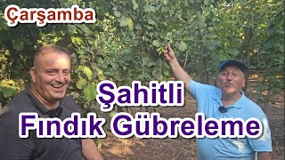 Samsun Çarşamba  Fındık Gübreleme  Fındık Bakımı  Fındık Gübresi [upl. by Orren]