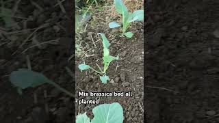 Mix of broccoli cauliflower and Brussel sprouts allotment growyourownfood [upl. by Leinahtan]